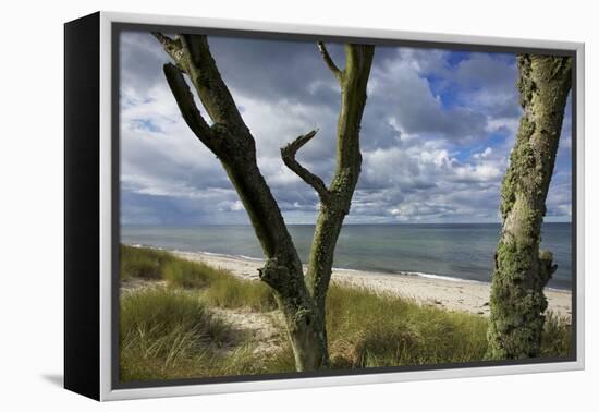 With Lichens Covered Beech Trunks on the Western Beach of Darss Peninsula-Uwe Steffens-Framed Premier Image Canvas