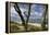 With Lichens Covered Beech Trunks on the Western Beach of Darss Peninsula-Uwe Steffens-Framed Premier Image Canvas