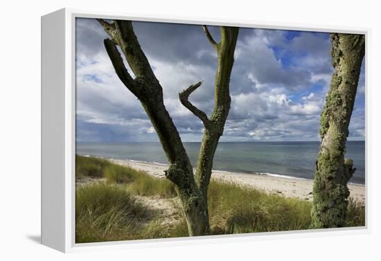 With Lichens Covered Beech Trunks on the Western Beach of Darss Peninsula-Uwe Steffens-Framed Premier Image Canvas