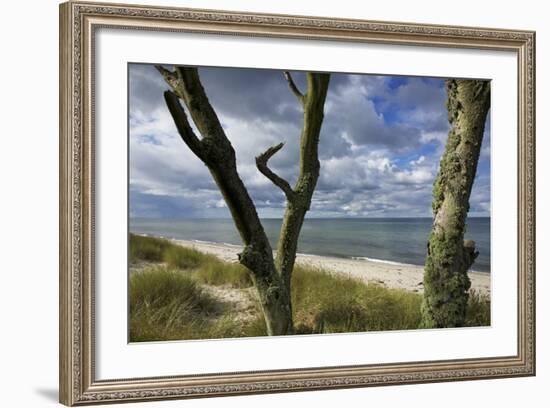 With Lichens Covered Beech Trunks on the Western Beach of Darss Peninsula-Uwe Steffens-Framed Photographic Print