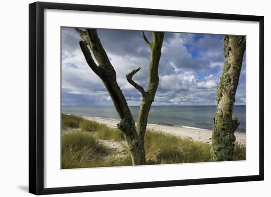 With Lichens Covered Beech Trunks on the Western Beach of Darss Peninsula-Uwe Steffens-Framed Photographic Print