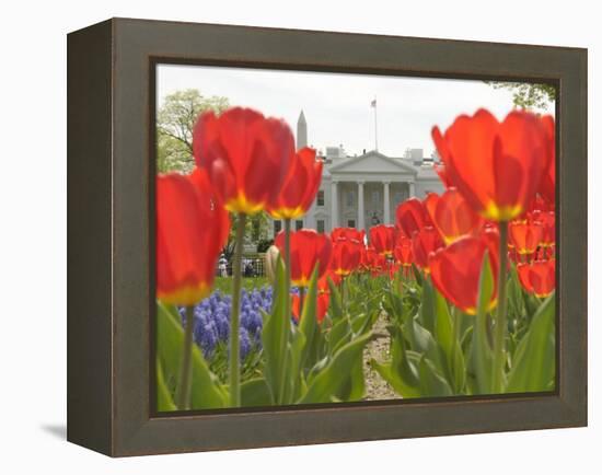 With the White House in the Background, Blooming Tulips in Lafayette Park Frame the White House-null-Framed Premier Image Canvas