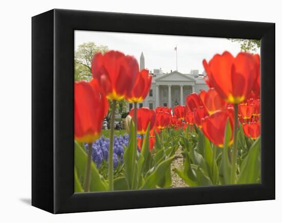 With the White House in the Background, Blooming Tulips in Lafayette Park Frame the White House-null-Framed Premier Image Canvas