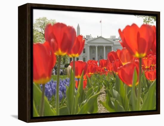 With the White House in the Background, Blooming Tulips in Lafayette Park Frame the White House-null-Framed Premier Image Canvas