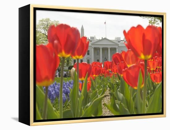 With the White House in the Background, Blooming Tulips in Lafayette Park Frame the White House-null-Framed Premier Image Canvas