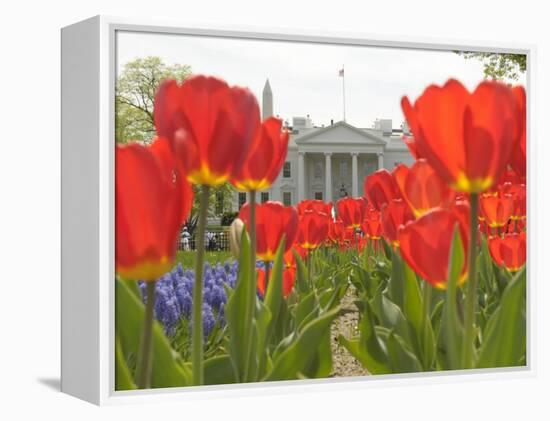 With the White House in the Background, Blooming Tulips in Lafayette Park Frame the White House-null-Framed Premier Image Canvas