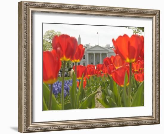 With the White House in the Background, Blooming Tulips in Lafayette Park Frame the White House-null-Framed Photographic Print