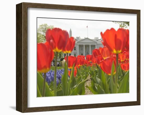 With the White House in the Background, Blooming Tulips in Lafayette Park Frame the White House-null-Framed Photographic Print