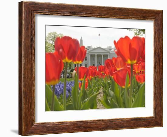 With the White House in the Background, Blooming Tulips in Lafayette Park Frame the White House-null-Framed Photographic Print