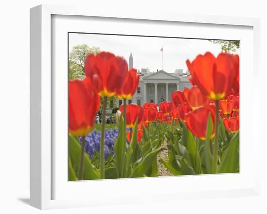 With the White House in the Background, Blooming Tulips in Lafayette Park Frame the White House-null-Framed Photographic Print