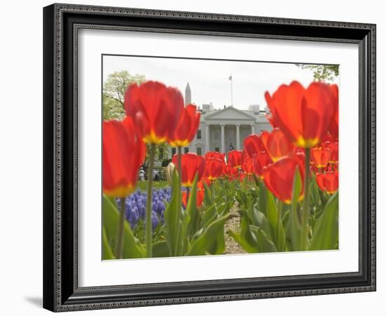 With the White House in the Background, Blooming Tulips in Lafayette Park Frame the White House-null-Framed Photographic Print