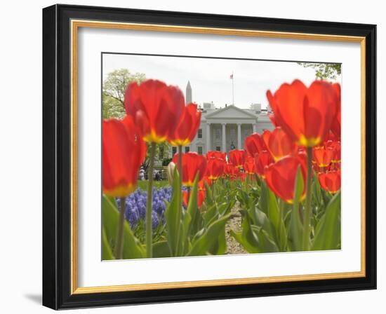 With the White House in the Background, Blooming Tulips in Lafayette Park Frame the White House-null-Framed Photographic Print