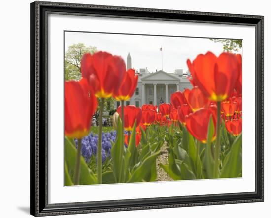 With the White House in the Background, Blooming Tulips in Lafayette Park Frame the White House--Framed Photographic Print