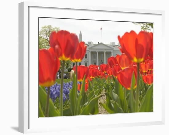 With the White House in the Background, Blooming Tulips in Lafayette Park Frame the White House-null-Framed Photographic Print