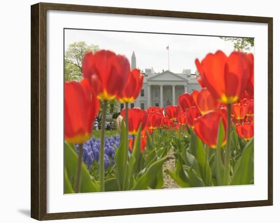 With the White House in the Background, Blooming Tulips in Lafayette Park Frame the White House-null-Framed Photographic Print