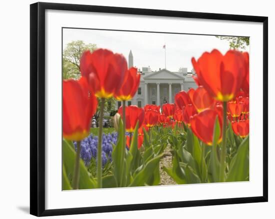 With the White House in the Background, Blooming Tulips in Lafayette Park Frame the White House-null-Framed Photographic Print