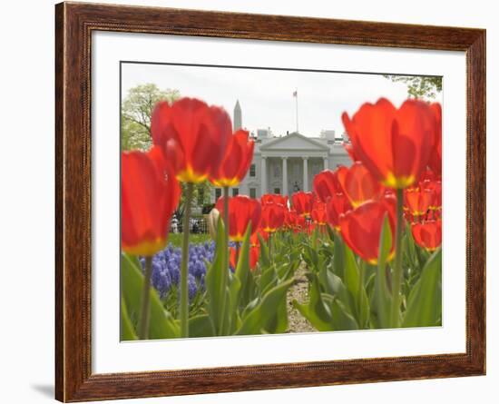 With the White House in the Background, Blooming Tulips in Lafayette Park Frame the White House-null-Framed Photographic Print