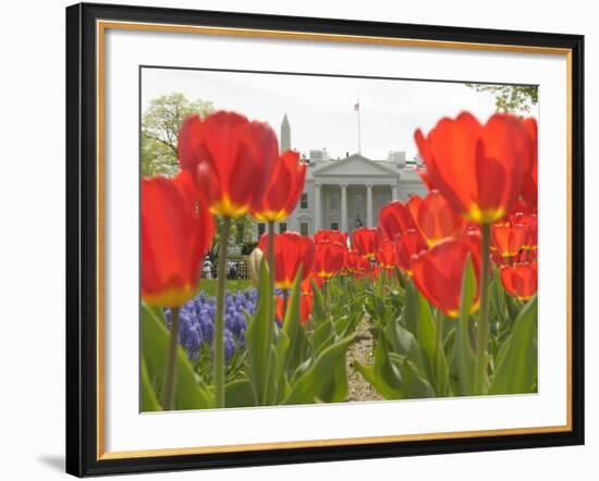 With the White House in the Background, Blooming Tulips in Lafayette Park Frame the White House-null-Framed Photographic Print