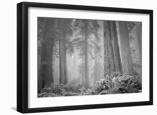 Within a Misty Grove, California Redwoods-null-Framed Photographic Print