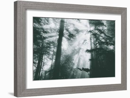 Within Light and Trees Redwood Forest, California Coast-Vincent James-Framed Photographic Print