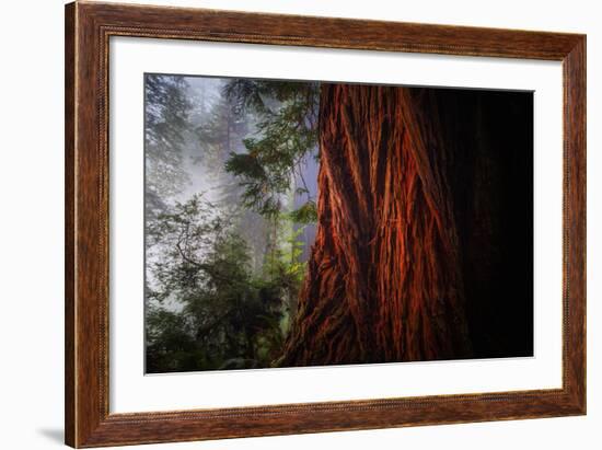 Within The Awesome and Mighty Redwoods, Detail Redwood National Park-Vincent James-Framed Photographic Print