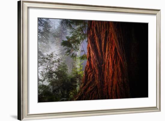 Within The Awesome and Mighty Redwoods, Detail Redwood National Park-Vincent James-Framed Photographic Print