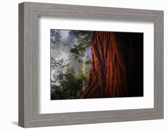 Within The Awesome and Mighty Redwoods, Detail Redwood National Park-Vincent James-Framed Photographic Print