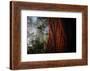 Within The Awesome and Mighty Redwoods, Detail Redwood National Park-Vincent James-Framed Photographic Print