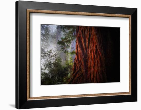 Within The Awesome and Mighty Redwoods, Detail Redwood National Park-Vincent James-Framed Photographic Print