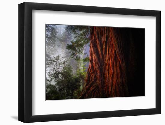 Within The Awesome and Mighty Redwoods, Detail Redwood National Park-Vincent James-Framed Photographic Print