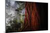 Within The Awesome and Mighty Redwoods, Detail Redwood National Park-Vincent James-Mounted Photographic Print