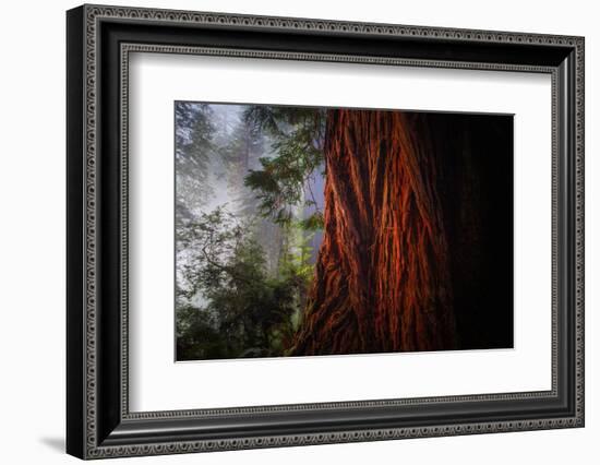 Within The Awesome and Mighty Redwoods, Detail Redwood National Park-Vincent James-Framed Photographic Print