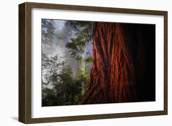 Within The Awesome and Mighty Redwoods, Detail Redwood National Park-Vincent James-Framed Photographic Print