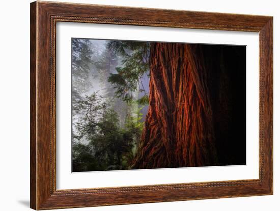 Within The Awesome and Mighty Redwoods, Detail Redwood National Park-Vincent James-Framed Photographic Print