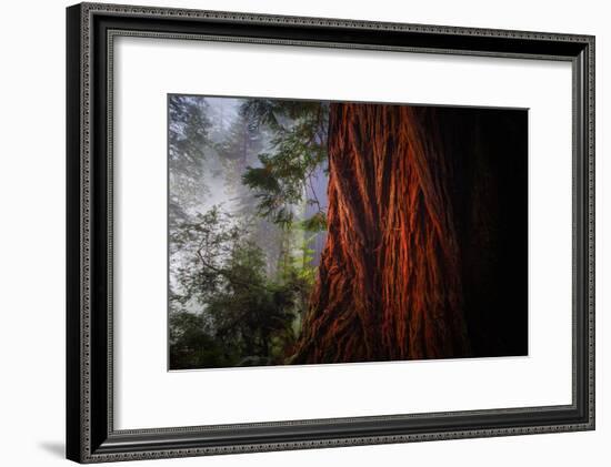 Within The Awesome and Mighty Redwoods, Detail Redwood National Park-Vincent James-Framed Photographic Print