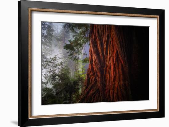 Within The Awesome and Mighty Redwoods, Detail Redwood National Park-Vincent James-Framed Photographic Print