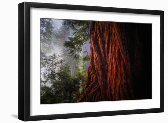 Within The Awesome and Mighty Redwoods, Detail Redwood National Park-Vincent James-Framed Photographic Print