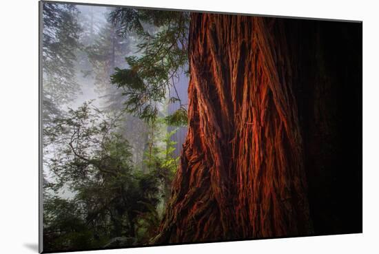 Within The Awesome and Mighty Redwoods, Detail Redwood National Park-Vincent James-Mounted Photographic Print