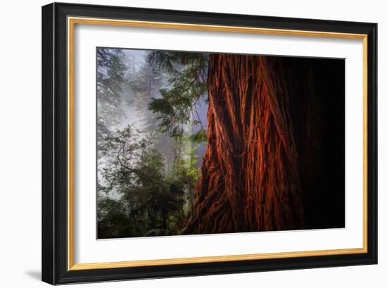 Within The Awesome and Mighty Redwoods, Detail Redwood National Park-Vincent James-Framed Photographic Print