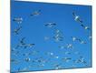 Premium Photographic Print
