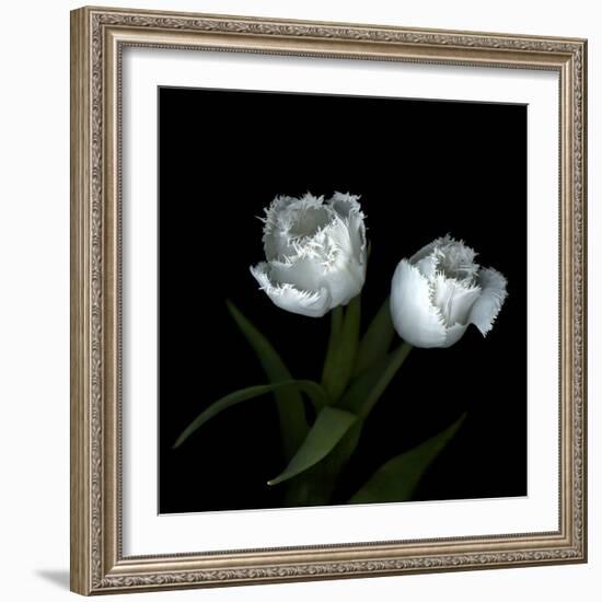 Wo Frayed Egos - Tulips-Magda Indigo-Framed Photographic Print