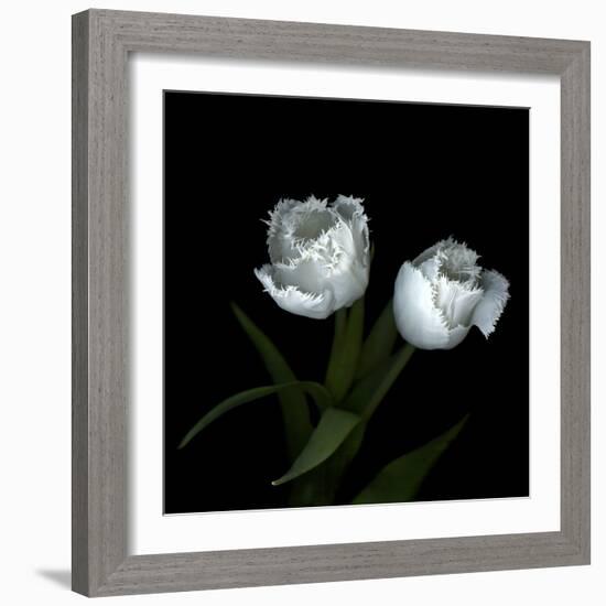 Wo Frayed Egos - Tulips-Magda Indigo-Framed Photographic Print