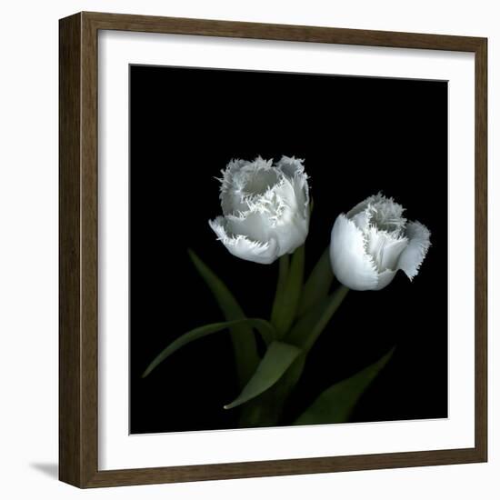 Wo Frayed Egos - Tulips-Magda Indigo-Framed Photographic Print