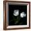 Wo Frayed Egos - Tulips-Magda Indigo-Framed Photographic Print