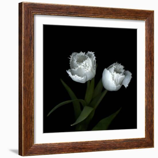 Wo Frayed Egos - Tulips-Magda Indigo-Framed Photographic Print