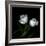 Wo Frayed Egos - Tulips-Magda Indigo-Framed Photographic Print