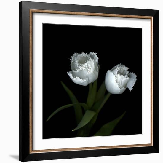 Wo Frayed Egos - Tulips-Magda Indigo-Framed Photographic Print