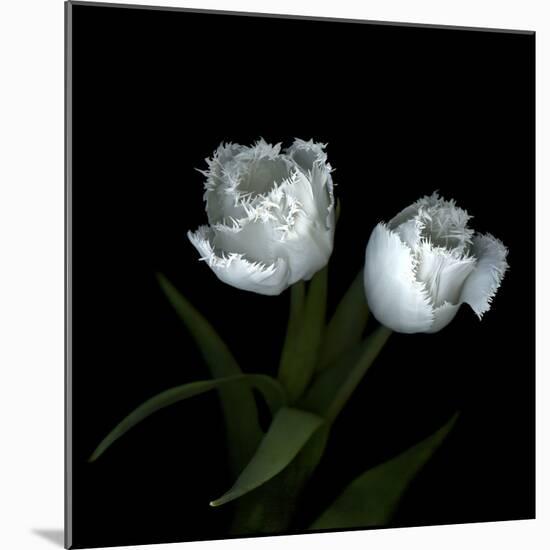 Wo Frayed Egos - Tulips-Magda Indigo-Mounted Photographic Print