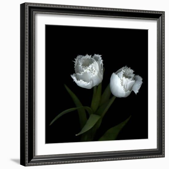 Wo Frayed Egos - Tulips-Magda Indigo-Framed Photographic Print