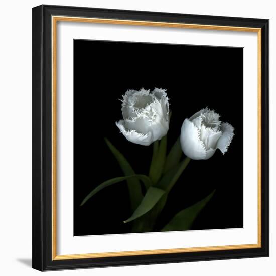 Wo Frayed Egos - Tulips-Magda Indigo-Framed Photographic Print